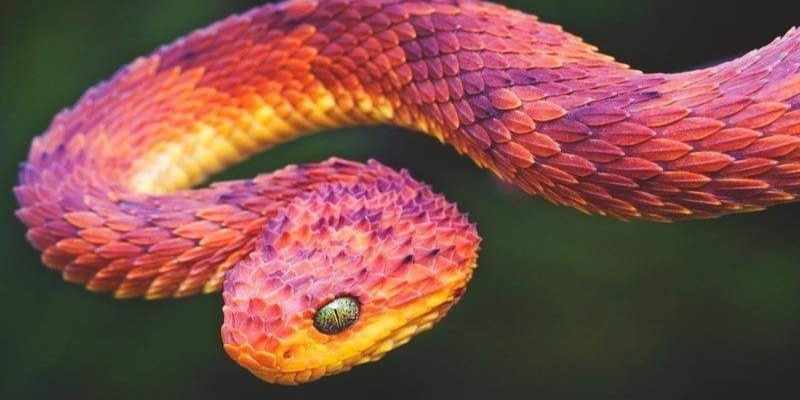 Mơ thấy rắn lớn là ý nghĩa gì?